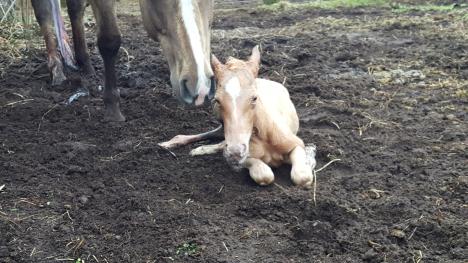 The newest member of the RNR Family... Meet "Storm!" Born on 4/24/16 By Cromed Out Mercedes x Miss High Brow Chex