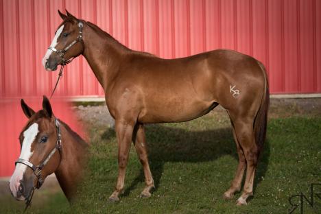 Splash Of Chardonnay