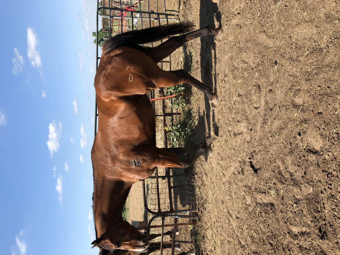 Shez Cowgirl Tough